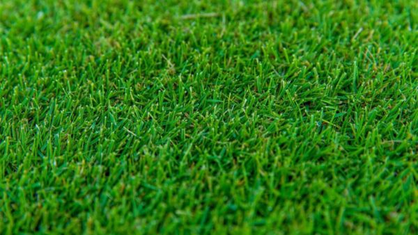 Tiftuf Hybrid Bermuda